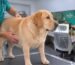 eterinario revisando a un labrador con sobrepeso sobre la camilla de consulta Leyenda: Un perro con sobrepeso suele tener el torso redondeado y sin cintura visible.