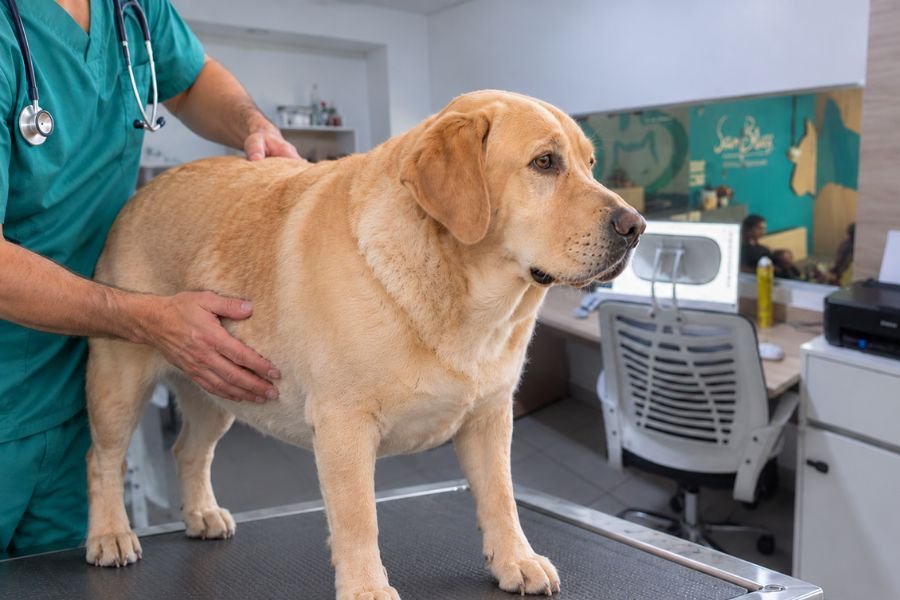 eterinario revisando a un labrador con sobrepeso sobre la camilla de consulta Leyenda: Un perro con sobrepeso suele tener el torso redondeado y sin cintura visible.