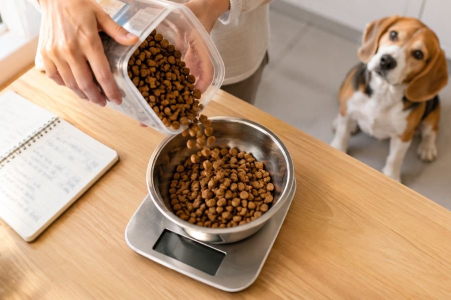 Manos vertiendo croquetas en un plato sobre una gramera mientras un beagle espera sentado