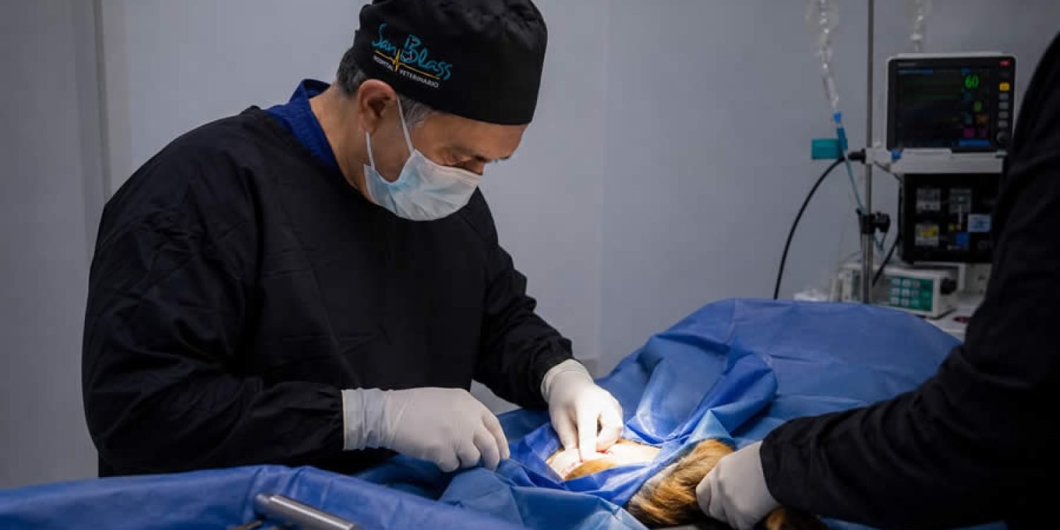 Cirugia ortopédica para mascotas con técnica TPLO