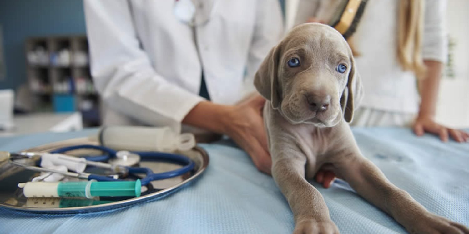 Hospitalización Veterinaria en Armenia