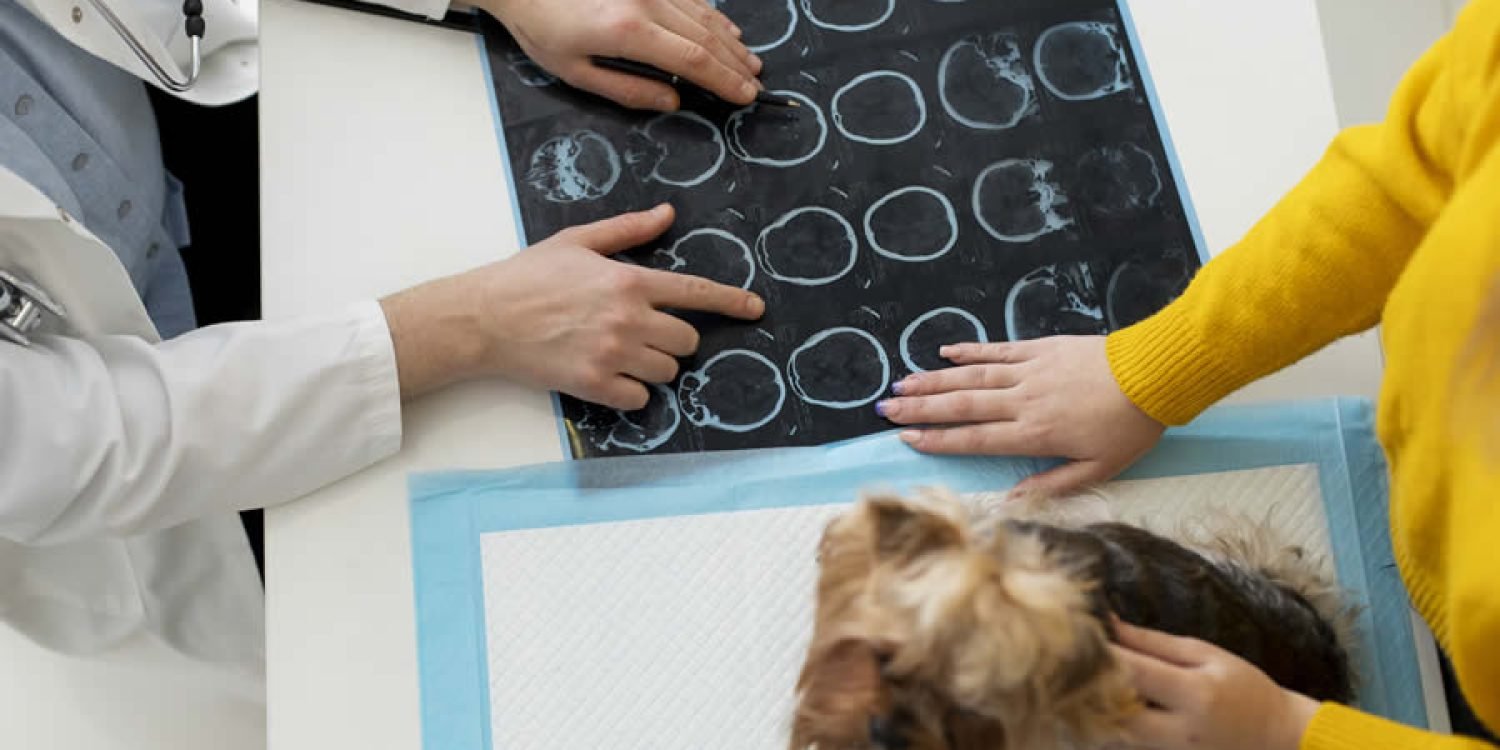 Neurología Veterinaria en Armenia
